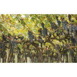 Valor da Produção Agropecuária deve atingir R$ 1,159 trilhão este ano